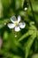 Macro photography of a flower - Ranunculus platanifolius