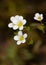 Macro photography of a flower - Saxifraga continentalis