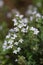 Macro photography of a flower - Thymus vulgaris