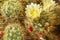 Macro photography of flowering plants of cactus