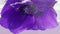 Macro photography flowers. Stock footage. Transparent water in which beautiful purple flowers are dipped and twisted