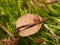 Macro photography of forest moss. Interweaving of plant threads. Texture. The background photo