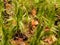 Macro photography of forest moss. Interweaving of plant threads. Texture. The background photo