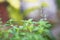 Macro photography of fresh green  Tulsi leaves basil plant.