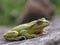 Macro photography of a green dotted tree frog resting on a rock 2
