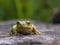 Macro photography of a green dotted tree frog resting on a rock 3