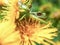 Macro photography of a green dotted tree frog resting on the yellow flower