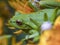 Macro photography of a green dotted tree frog resting on the yellow flower 3