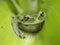 Macro photography of a green dotted treefrog hidden