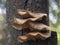 Macro photography of a group of polypores on a tree bark