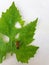 Macro Photography - High angle shot of a horse fly tabanus bovinus on green leaf