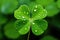 Macro photography highlights the exquisite patterns and verdant richness of a clover leaf, serving as a splendid