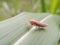 The macro photography of a insect on the leaf with a blurred background