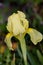 Macro photography of an Iris lutescens