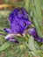 Macro photography of an Iris lutescens