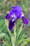 Macro photography of a  Iris lutescens