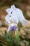 Macro photography of an  Iris lutescens