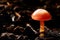 Macro photography of isolated red moist mushroom dark background