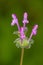 Macro photography of a Lamium amplexicaule