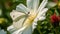 Macro Photography Of Large White Butterfly On Petunia