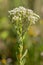 Macro photography of a Lepidium draba