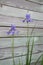 Macro photography of lilac irises