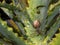 Macro photography of a linx spider and its nest on a candelabra aloe plant