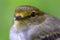 Macro photography of a little golden-faced tyrannulet bird I