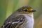 Macro photography of a little golden-faced tyrannulet bird II