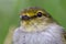 Macro photography of a little golden-faced tyrannulet bird IV