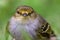 Macro photography of a little golden-faced tyrannulet bird VI