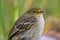 Macro photography of a little golden-faced tyrannulet bird VII