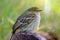 Macro photography of a little golden-faced tyrannulet bird XI