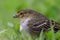 Macro photography of a little golden-faced tyrannulet bird XII