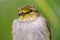 Macro photography of a little golden-faced tyrannulet bird XIV