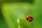 Macro photography little orange big with abnormal antennas  green leaf background