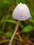 Macro photography of a little white petticoat mottlegill mushroom