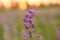 Macro photography lupin flower. Lupins purple field natural background. Wellness closeness to nature. Self-discovery