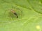 Macro photography of a lynx spider on a leaf with its pray