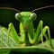 Macro photography of a mantis on a leaf, green on green