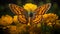 Macro Photography Of Marsh Fritillary Butterfly On Marigold