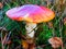 Macro photography of mushroom