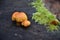 Macro photography mushrooms