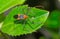 Macro photography of an orange and black milkweed assassin bug Zelus longipes eating a yellow aphid