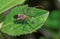 Macro photography of an orange and black milkweed assassin bug Zelus longipes eating a yellow aphid