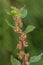 Macro photography of a Parietaria judaica