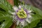 Macro photography of a passion fruit flower