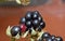 Macro photography of picking blackberries during main harvest season late summer with basket full of blackberries, close up