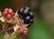 Macro photography of picking blackberries during main harvest season late summer with basket full of blackberries, close up