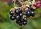 Macro photography of picking blackberries during main harvest season late summer with basket full of blackberries, close up